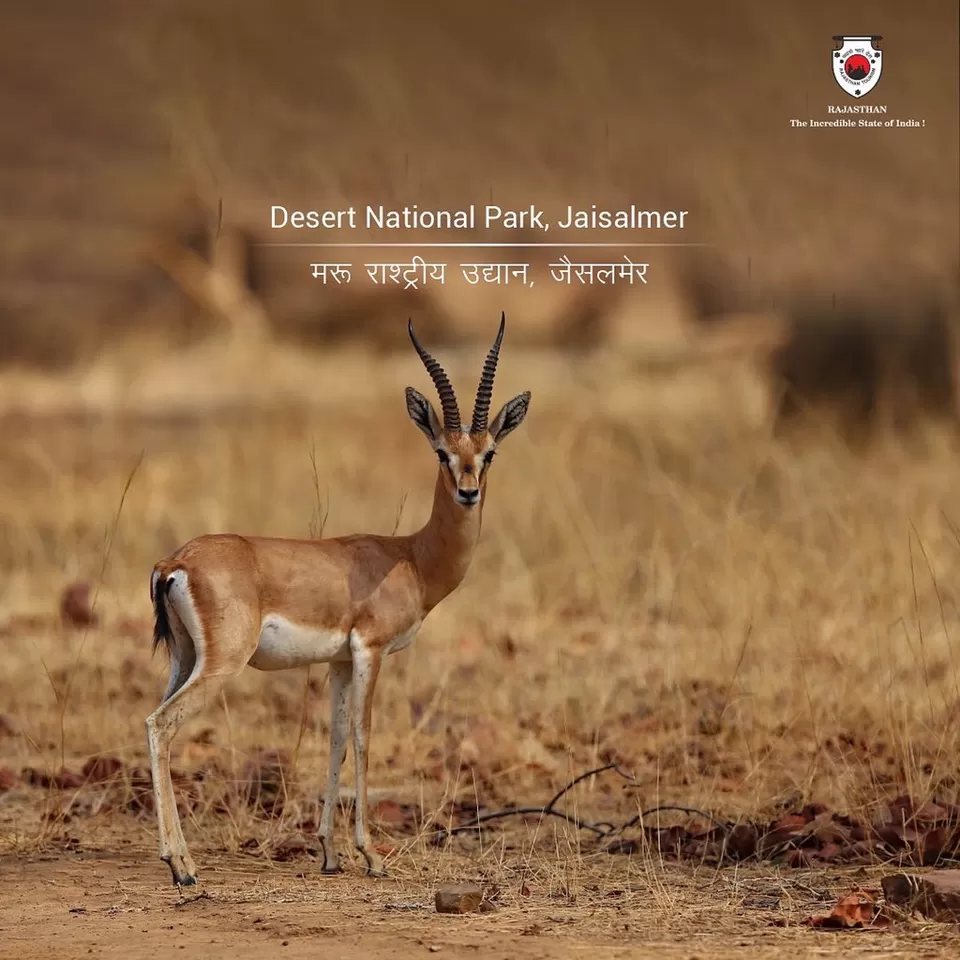 Photo of Desert National Park, Jaisalmer, Rajasthan, India by Hitendra Gupta