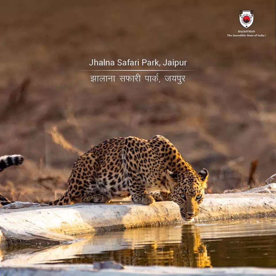 Photo of Jhalana Safari Park, Calgiri Marg, Malviya Nagar Industrial Area, Malviya Nagar, Jaipur, Rajasthan, India by Hitendra Gupta
