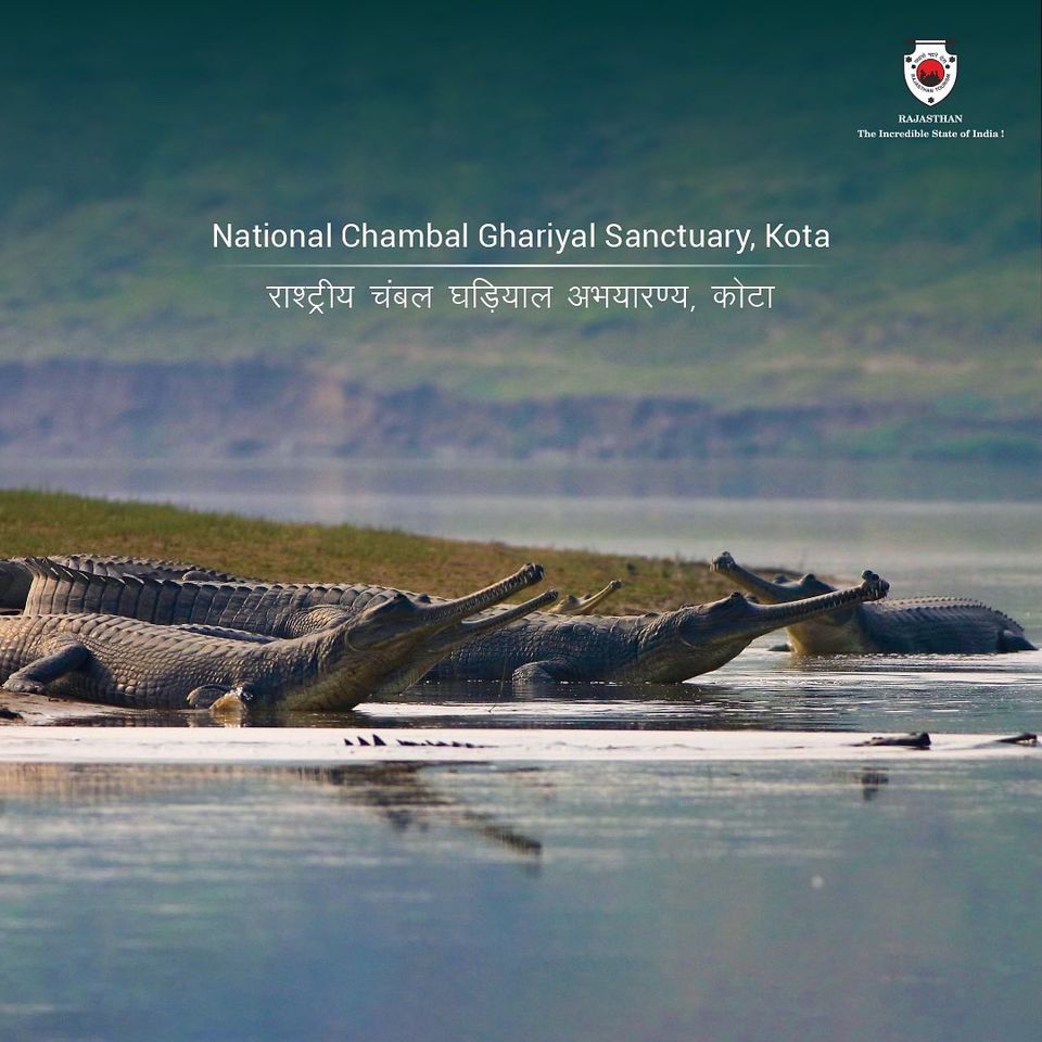 Photo of National Chambal Gharial Sanctuary Palighat Ranthambhore Sawai Madhopur, Pali, Rajasthan, India by Hitendra Gupta