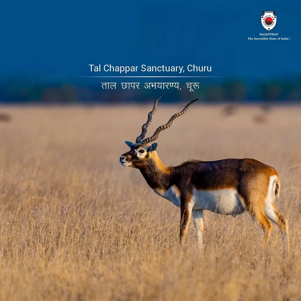 Photo of Tal Chhapar Wildlife Sanctuary, Sainik Basti, Churu, Rajasthan, India by Hitendra Gupta