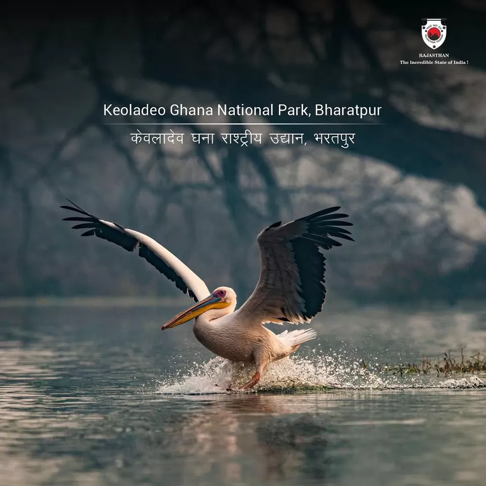 Photo of Keoladeo National Park, Ghana Bird Sanctuary, Bharatpur, Rajasthan, India by Hitendra Gupta