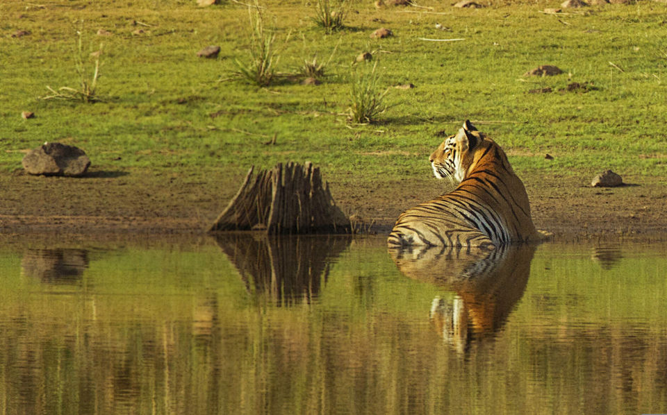 Photo of Valmiki Tiger Reserve, Betiah, Bihar, India by Hitendra Gupta