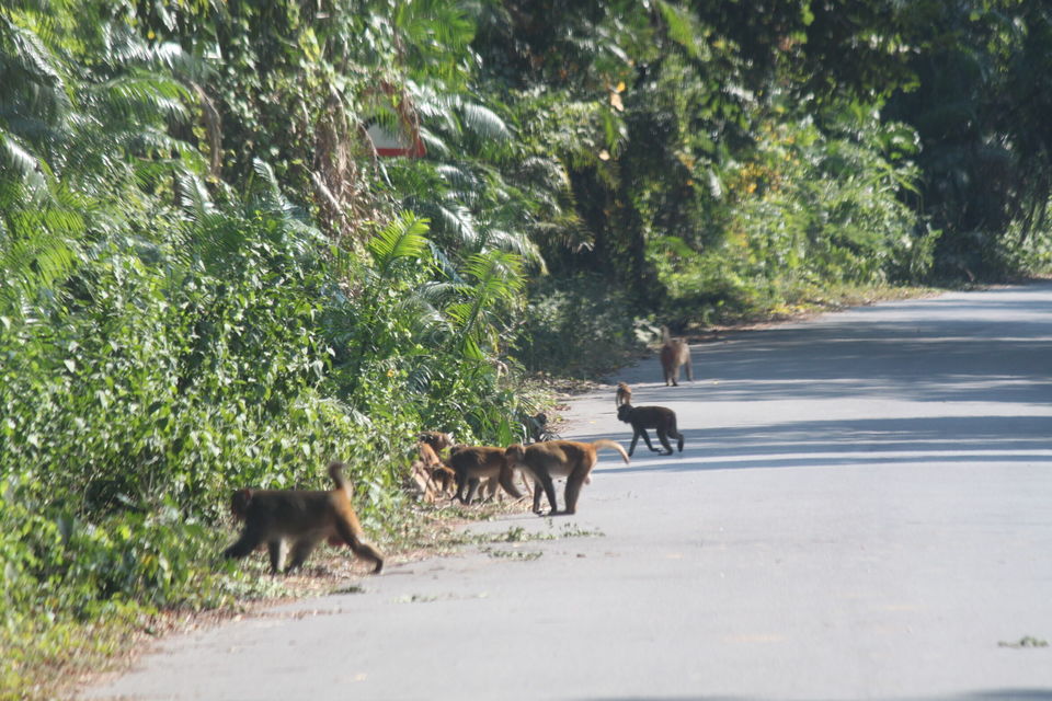 Photo of Valmiki Tiger Reserve, Betiah, Bihar, India by Hitendra Gupta
