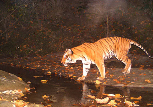 Photo of जिम कार्बेट-राजाजी पार्क को मात देता वाल्मीकि टाइगर रिजर्व, हनीमून के लिए बजट में बेस्ट ऑप्शन by Hitendra Gupta