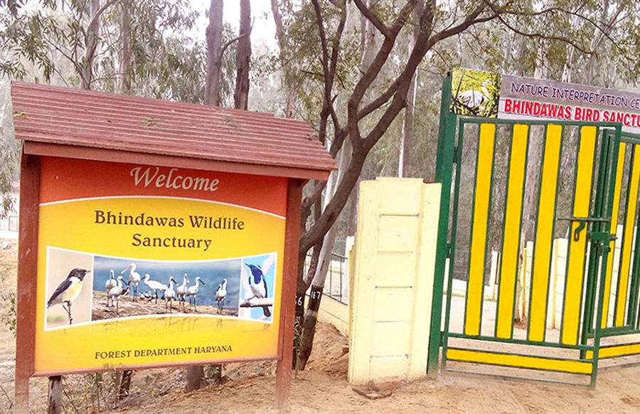 Photo of Bhindawas Bird Sanctuary, Bhindawas, Haryana, India by Hitendra Gupta