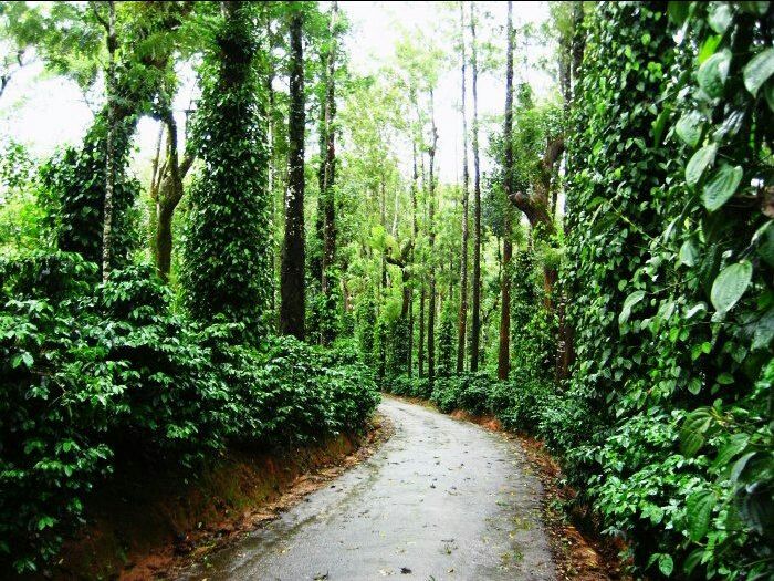 Photo of Binsar, Uttarakhand, India by shivuduuuu☮☮