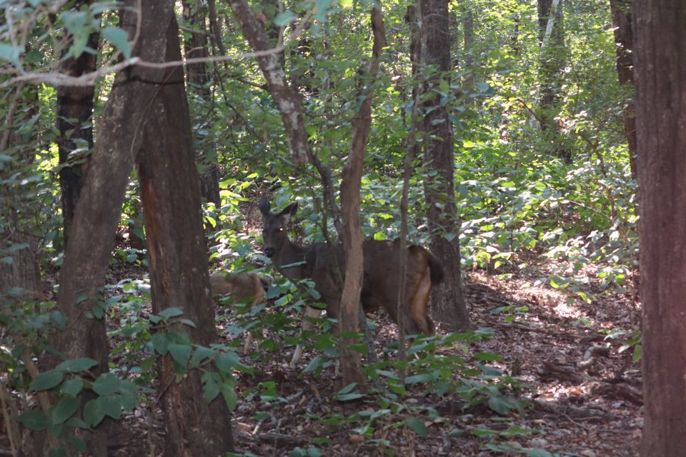 Photo of Dhikala Forest Rest House, Ramnagar, Uttarakhand, India by krishna kumar