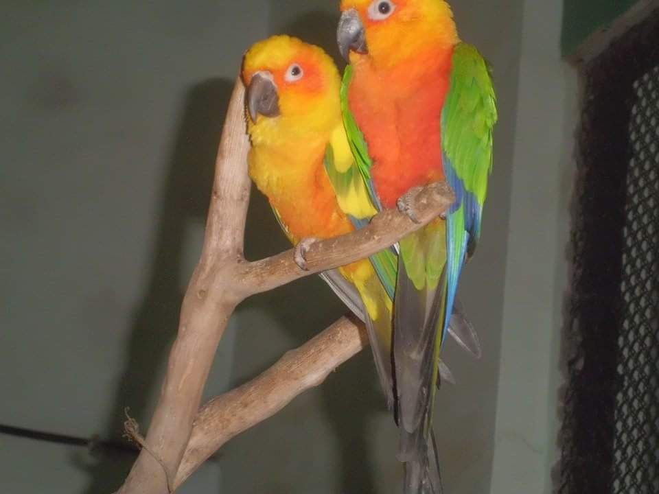 Photo of "नैनीताल और जिम-कॉर्बेट नेशनल पार्क"- प्रकृति व वन्यजीव प्रेमियों का स्वर्ग by krishna kumar
