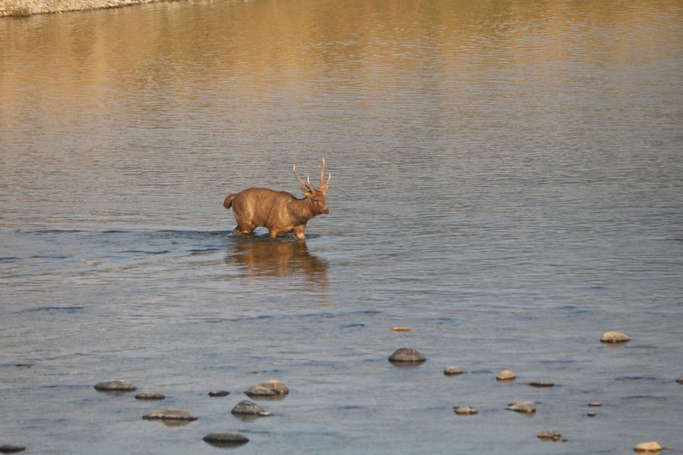 Photo of Nainital & Jim-Corbett-Paradise of nature and wildlife lovers by krishna kumar