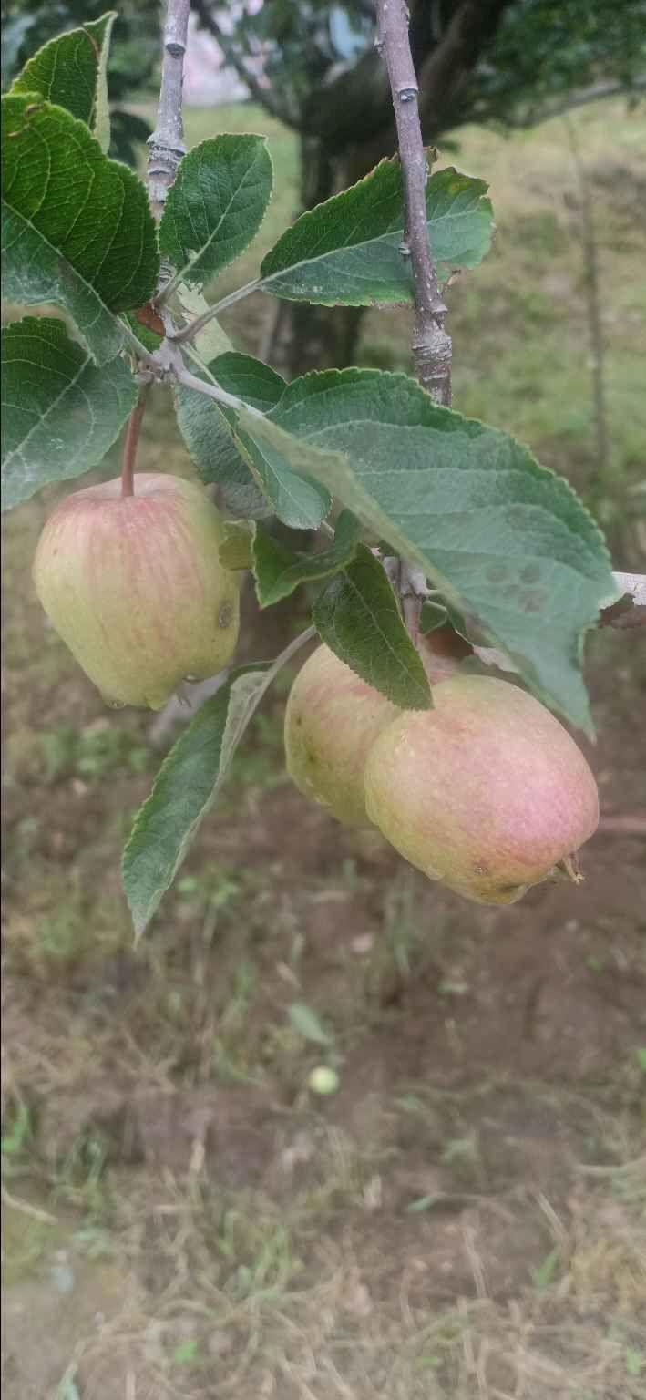 Photo of कश्मीर- क्यों दीवाने है सब इसके by krishna kumar