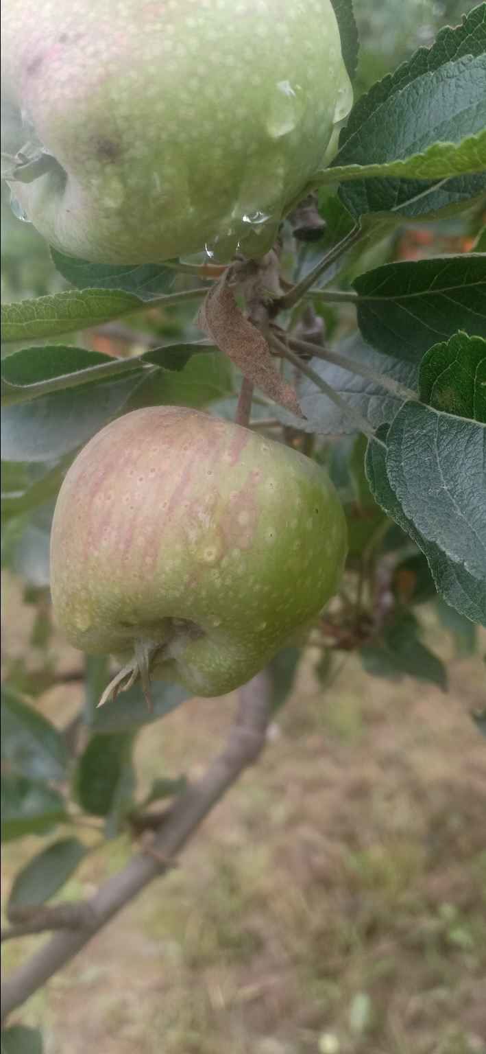Photo of कश्मीर- क्यों दीवाने है सब इसके by krishna kumar