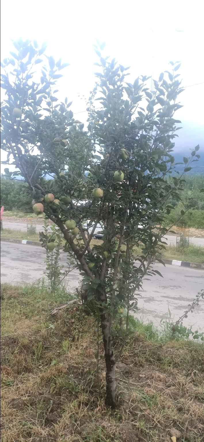 Photo of कश्मीर- क्यों दीवाने है सब इसके by krishna kumar