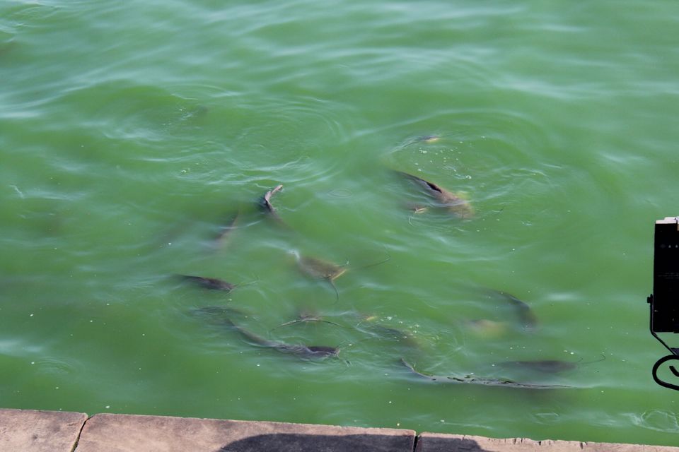 Photo of Kankaria Lake, Kankaria, Ahmedabad, Gujarat by PRECIOUS VIRAL