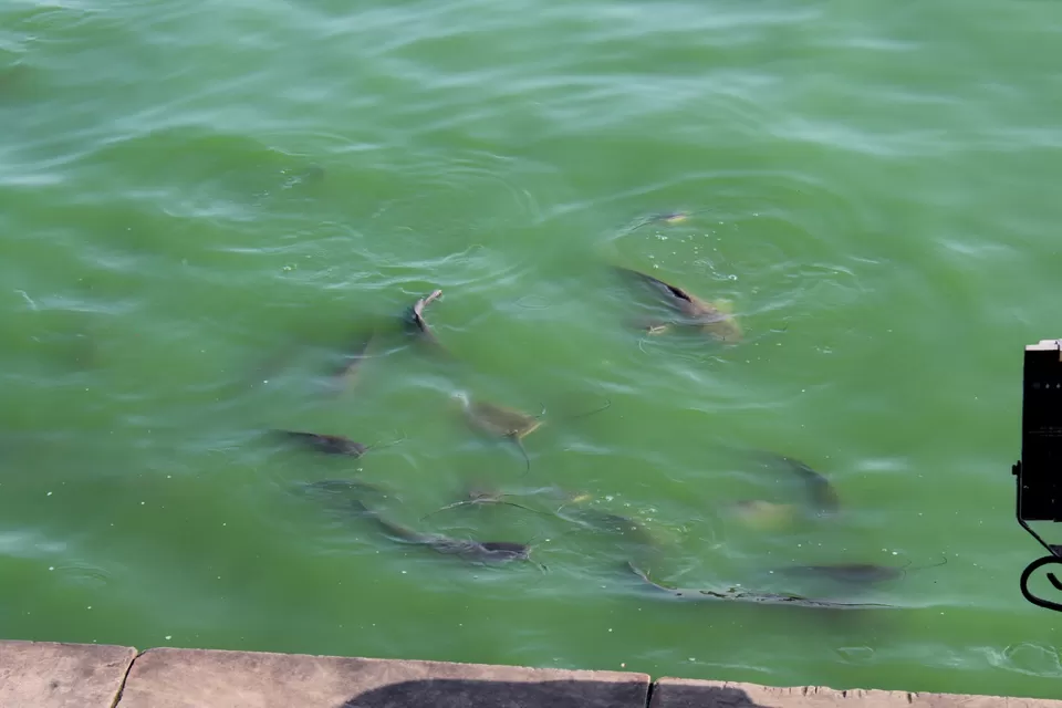 Photo of Kankaria Lake, Kankaria, Ahmedabad, Gujarat by PRECIOUS VIRAL