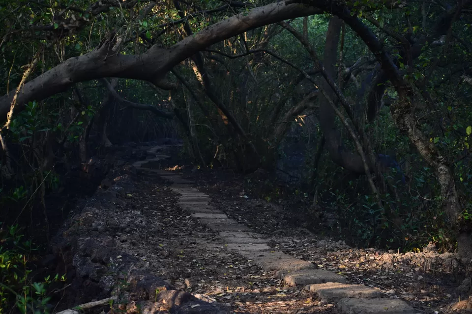 Photo of Mangrove wonderland hidden at heart of Goa by Sautrip Paul