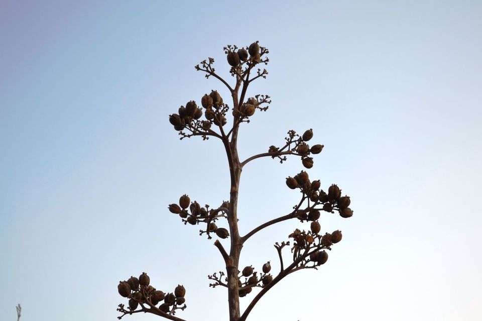 Photo of Mount Abu, an oasis in the desert 13/19 by Sidhant Joshi