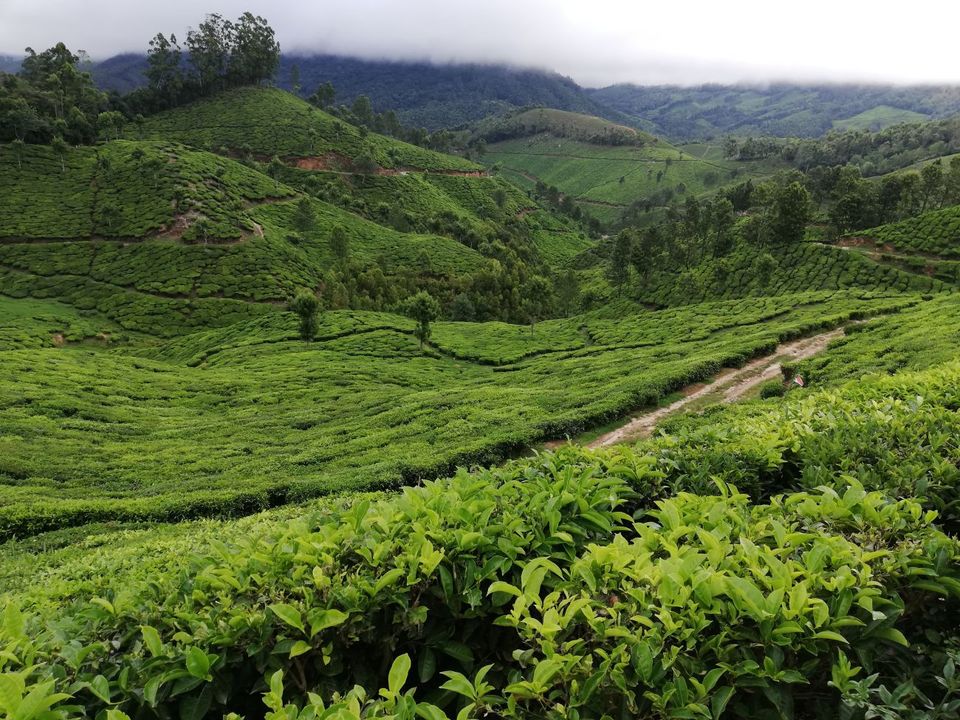 Photo of Munnar, Kerala ~ A Travelogue about Lush Green Hills, Lakes, Spices and Nilgiris Tea 25/29 by Sidhant Joshi