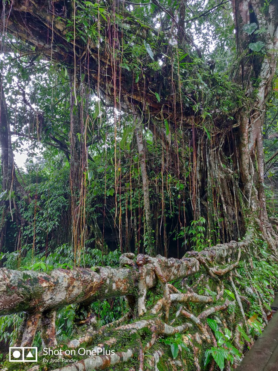 Photo of Mystical Meghalaya by Jyoti Pandey