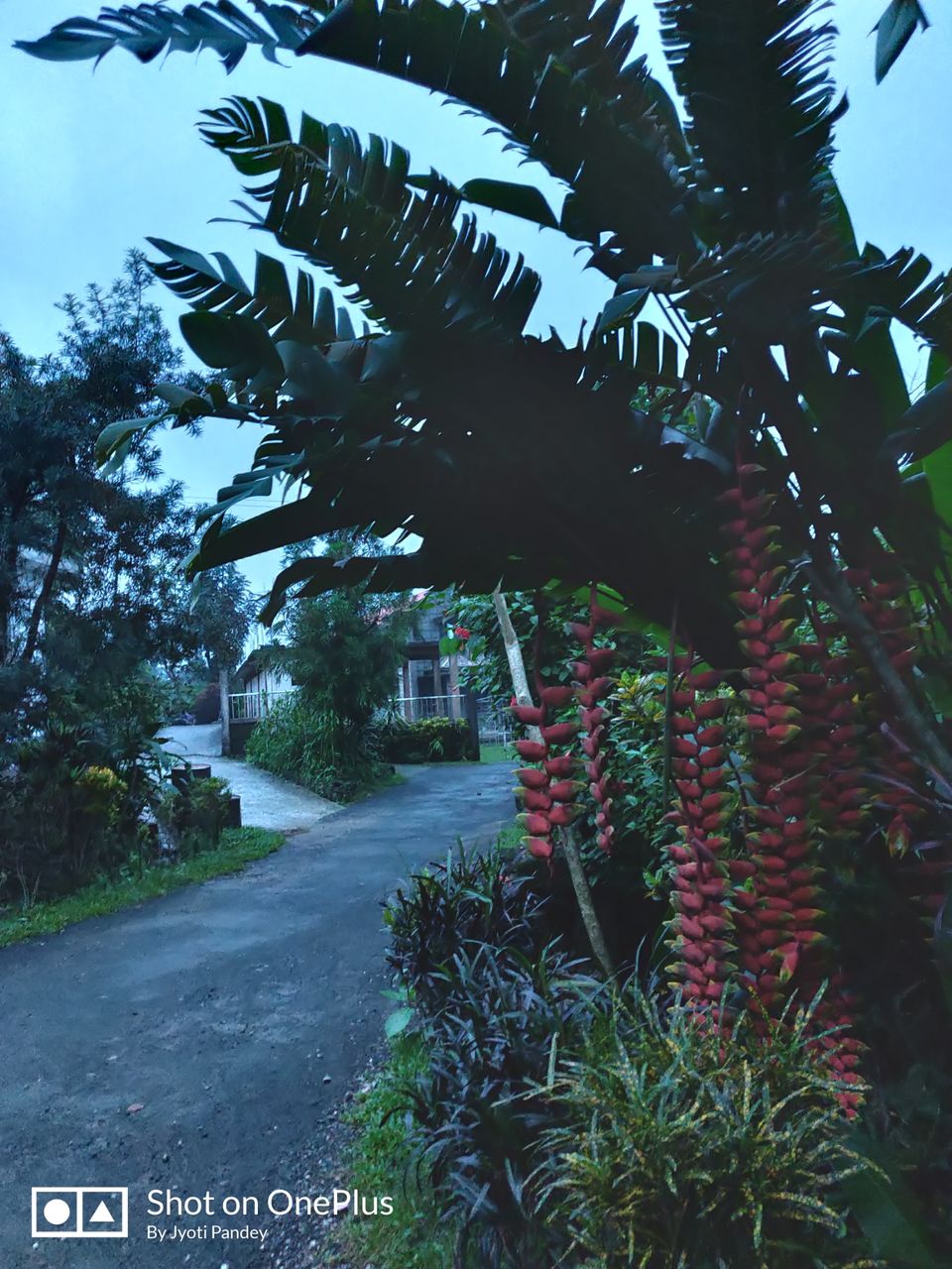 Photo of Mawlynnong - Cleanest Village, Mawlynnong, Meghalaya, India by Jyoti Pandey