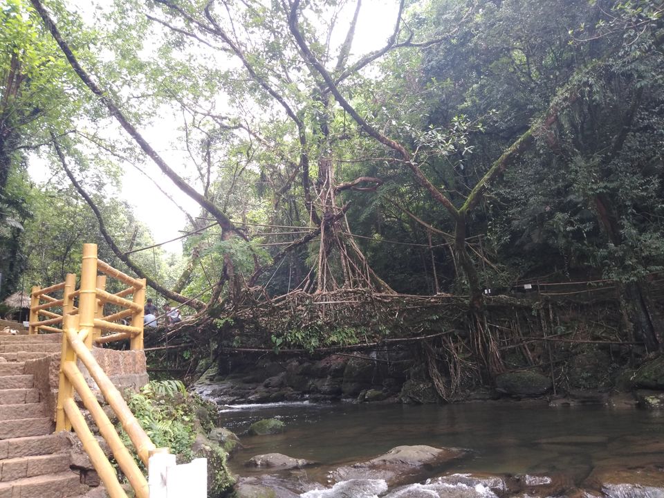 Photo of Living Root Bridge, Mawlynnong, Surok Mawlynnong, Mawlynnong, Meghalaya, India by Jyoti Pandey