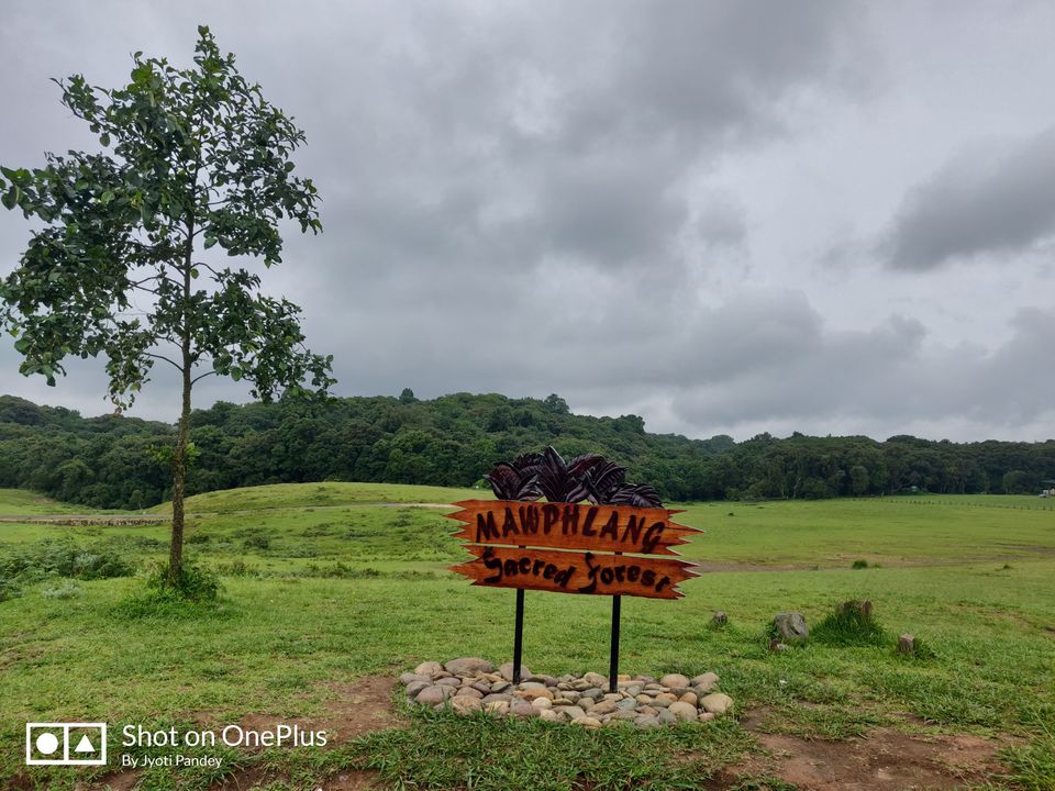 Photo of Mawphlang Sacred Grove, Nongrum, Meghalaya, India by Jyoti Pandey