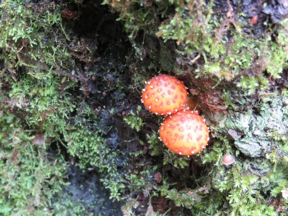 Photo of Mawphlang Sacred Grove, Nongrum, Meghalaya, India by Jyoti Pandey