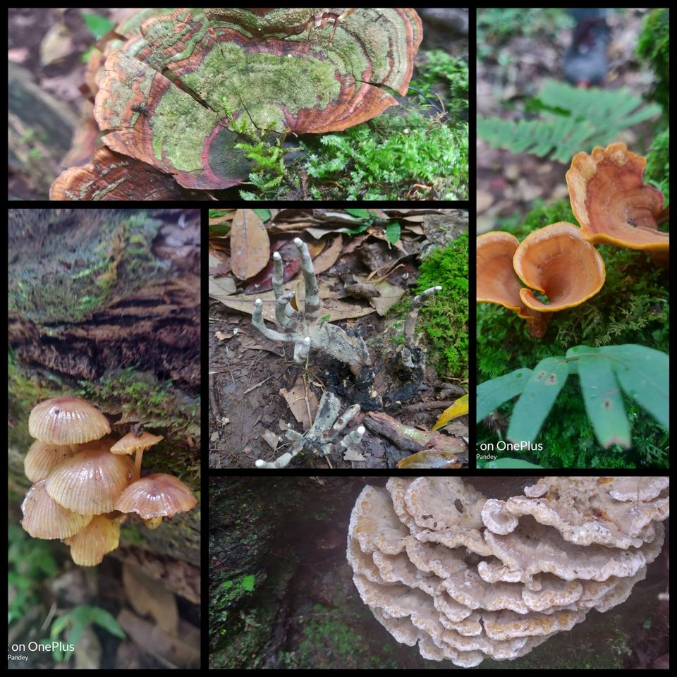 Photo of Mawphlang Sacred Grove, Nongrum, Meghalaya, India by Jyoti Pandey