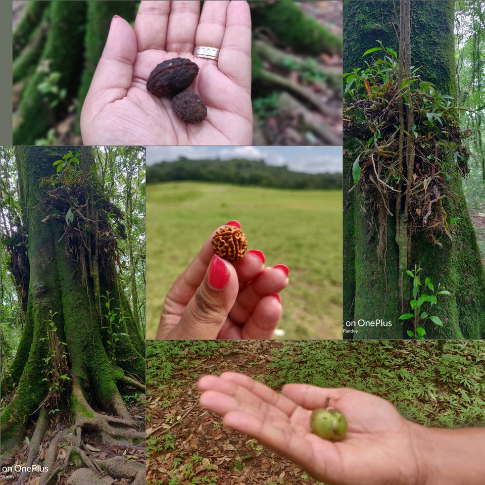 Photo of Mawphlang Sacred Grove, Nongrum, Meghalaya, India by Jyoti Pandey