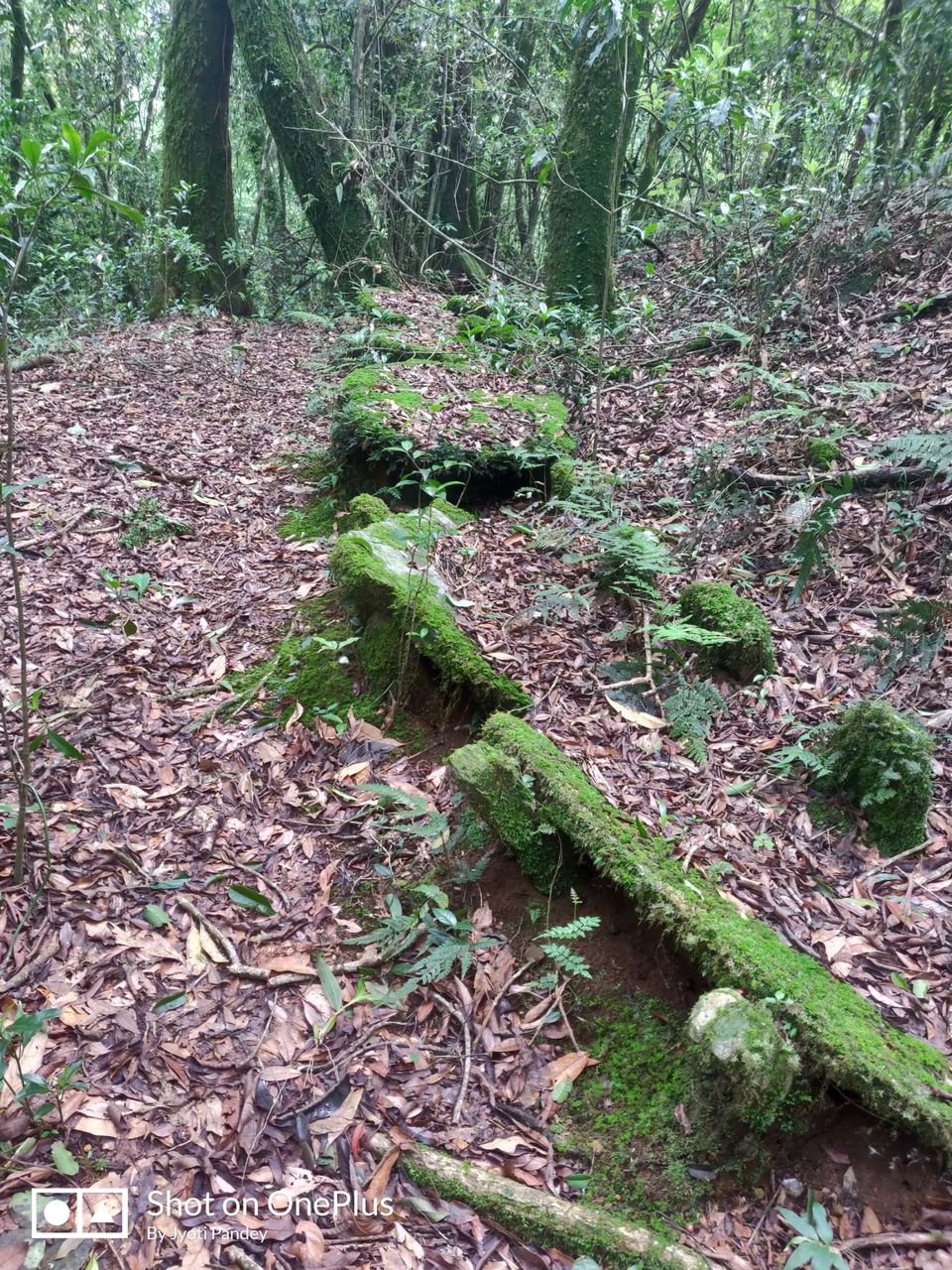 Photo of Mawphlang Sacred Grove, Nongrum, Meghalaya, India by Jyoti Pandey