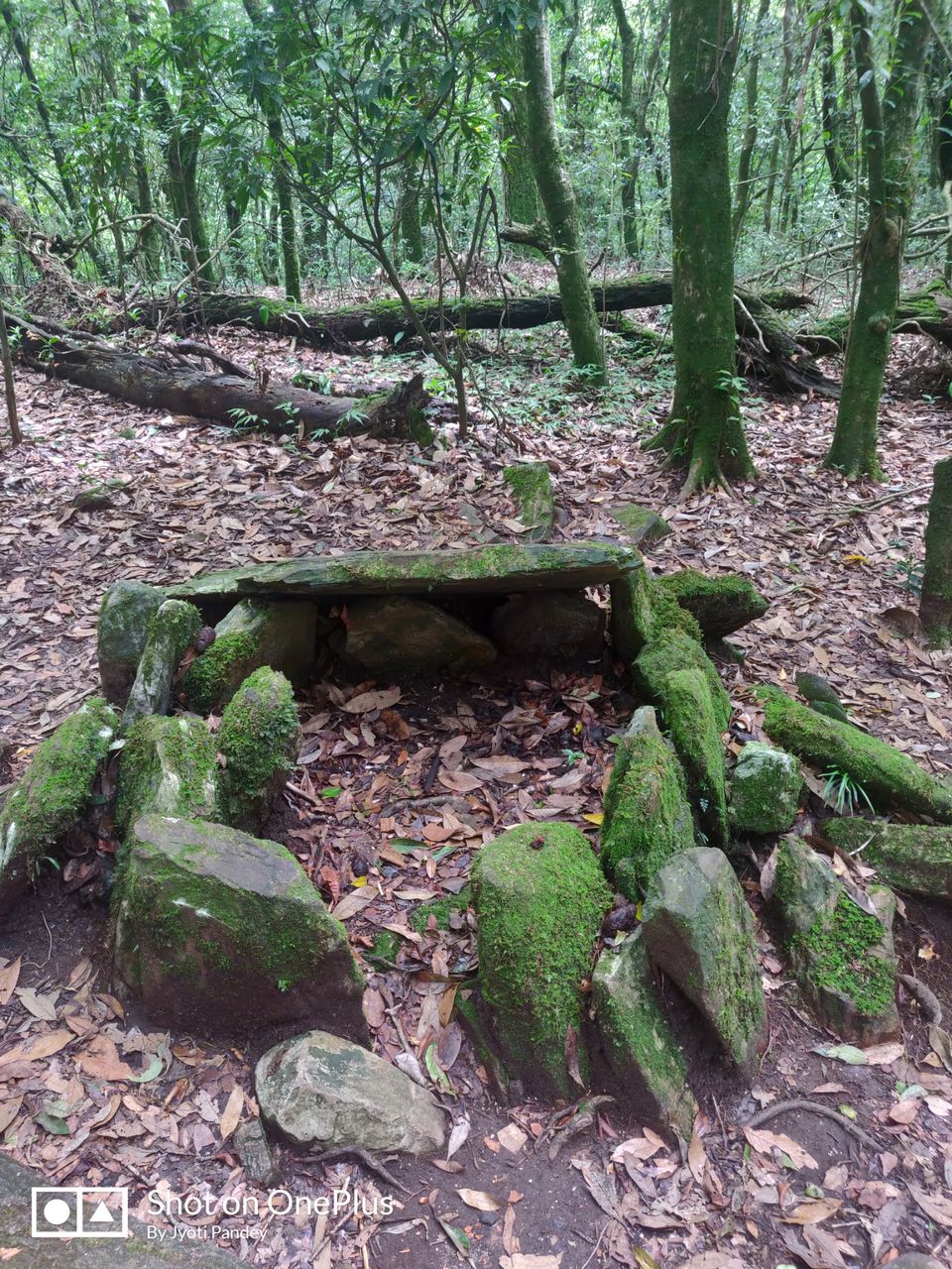 Photo of Mawphlang Sacred Grove, Nongrum, Meghalaya, India by Jyoti Pandey