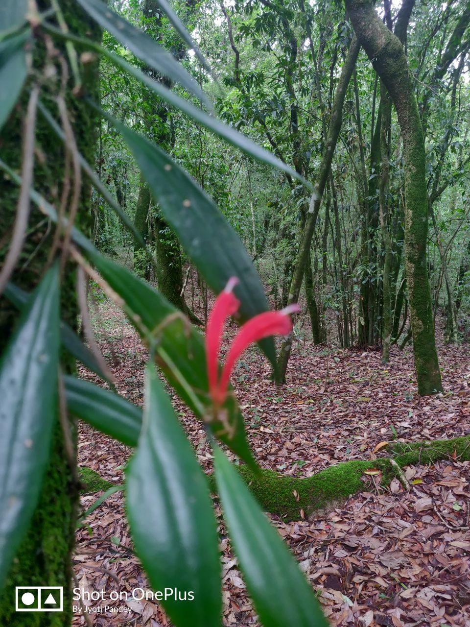 Photo of Mawphlang Sacred Grove, Nongrum, Meghalaya, India by Jyoti Pandey