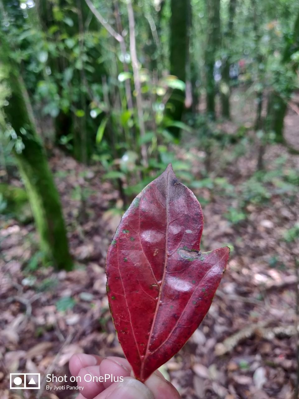 Photo of Mawphlang Sacred Grove, Nongrum, Meghalaya, India by Jyoti Pandey
