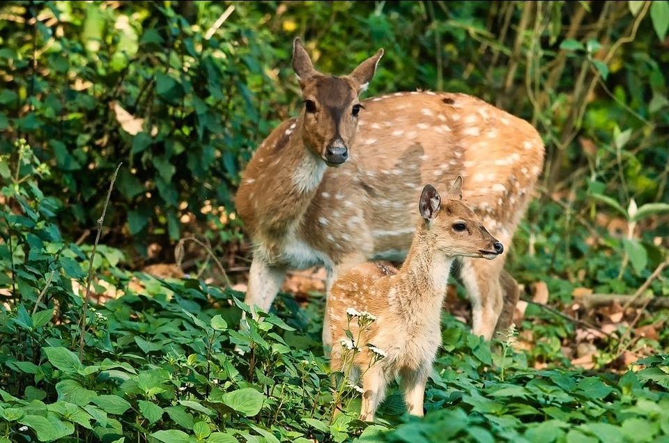 Photo of Jim Corbett - The Riverview Retreat #tenphotos by shehnaz khan