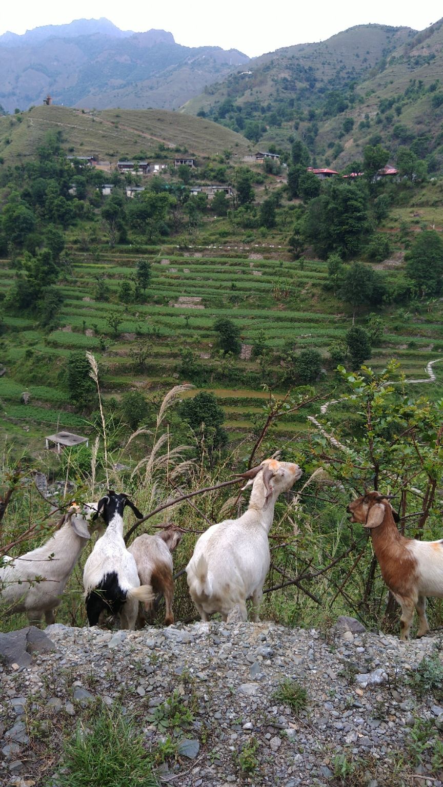 Photo of Chakrata, Uttarakhand, India by Lalita Bisht