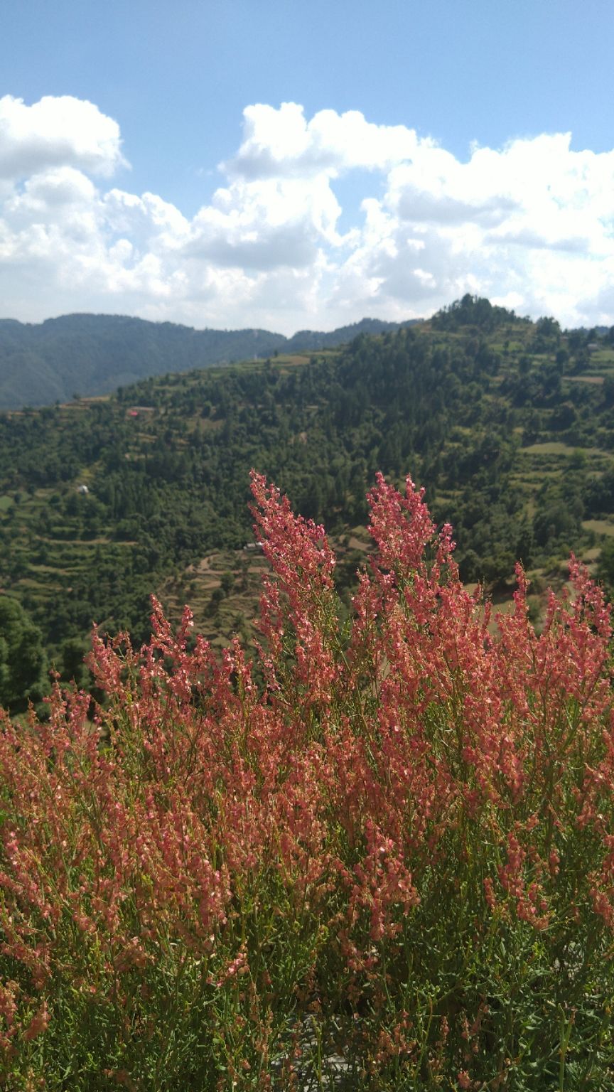 Photo of Chakrata, Uttarakhand, India by Lalita Bisht