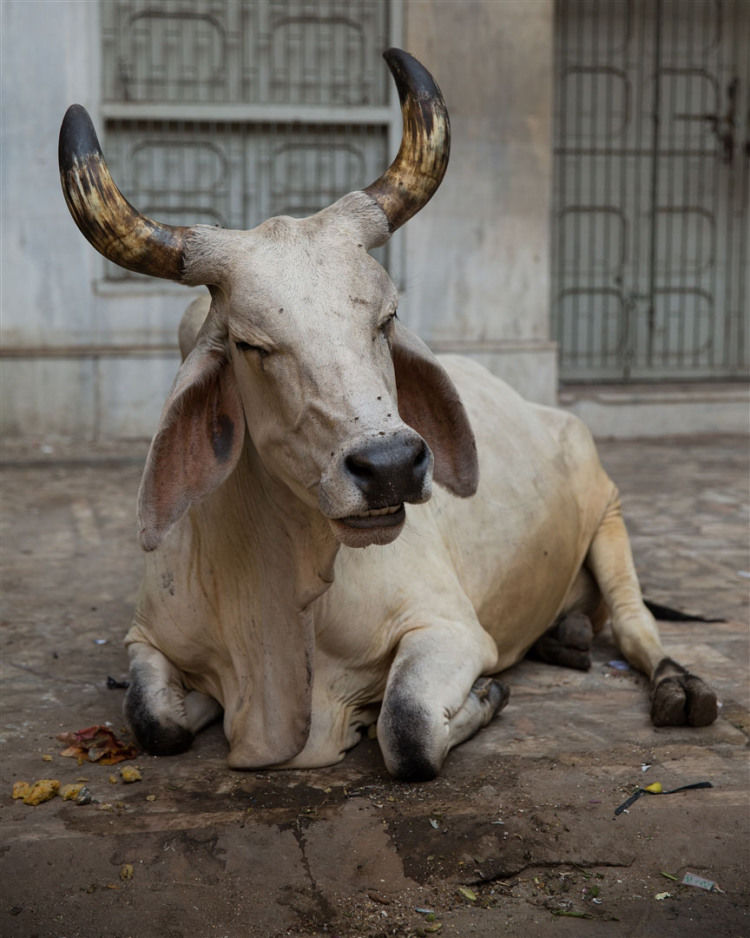 Photo of Ahmedabad Old City heritage walk 15/40 by Kevin Standage