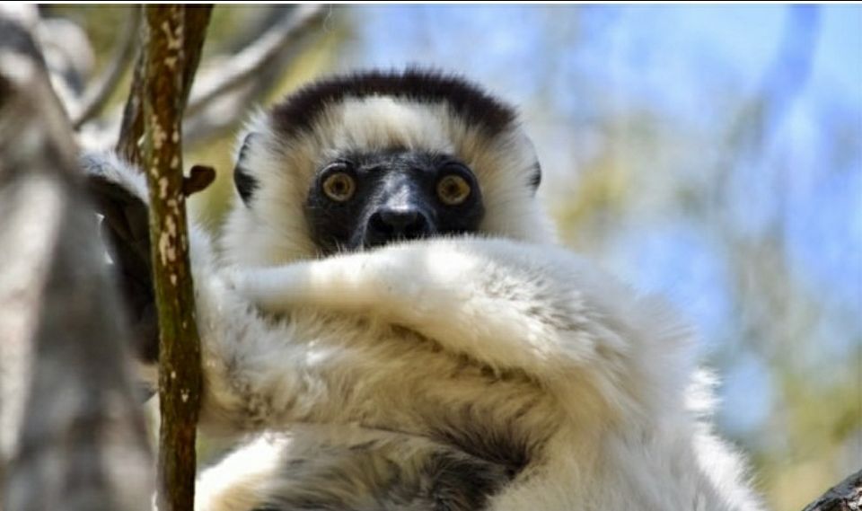 Photo of Madagascar by raghavendra nanubala