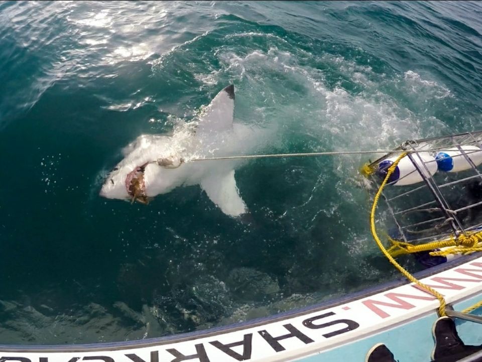 Photo of Gansbaai, South Africa by raghavendra nanubala