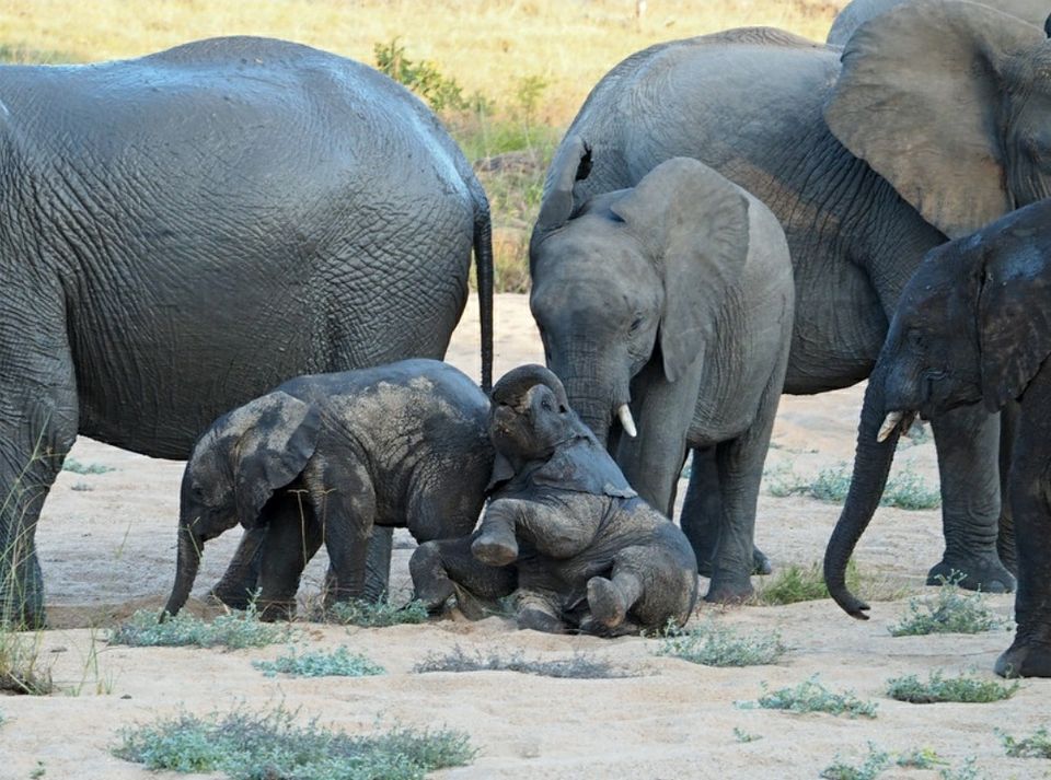 Photo of Kruger-Nationalpark, South Africa by raghavendra nanubala
