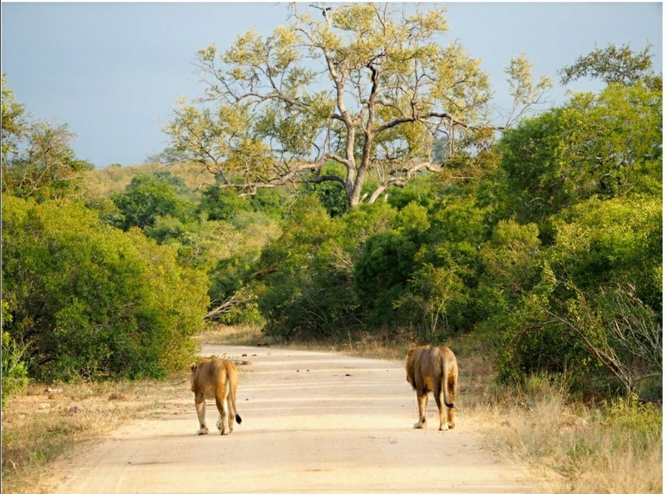 Photo of Kruger-Nationalpark, South Africa by raghavendra nanubala