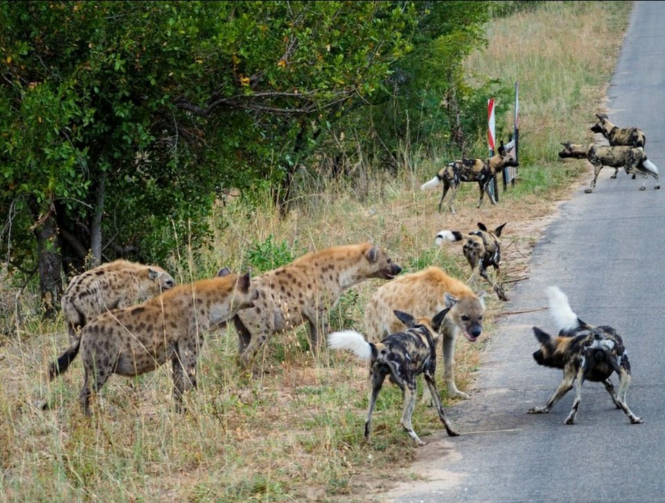 Photo of Kruger National Park, South Africa by raghavendra nanubala