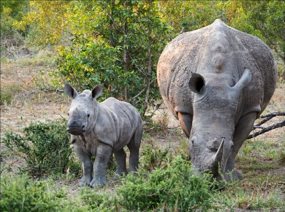 Photo of Kruger National Park, South Africa by raghavendra nanubala