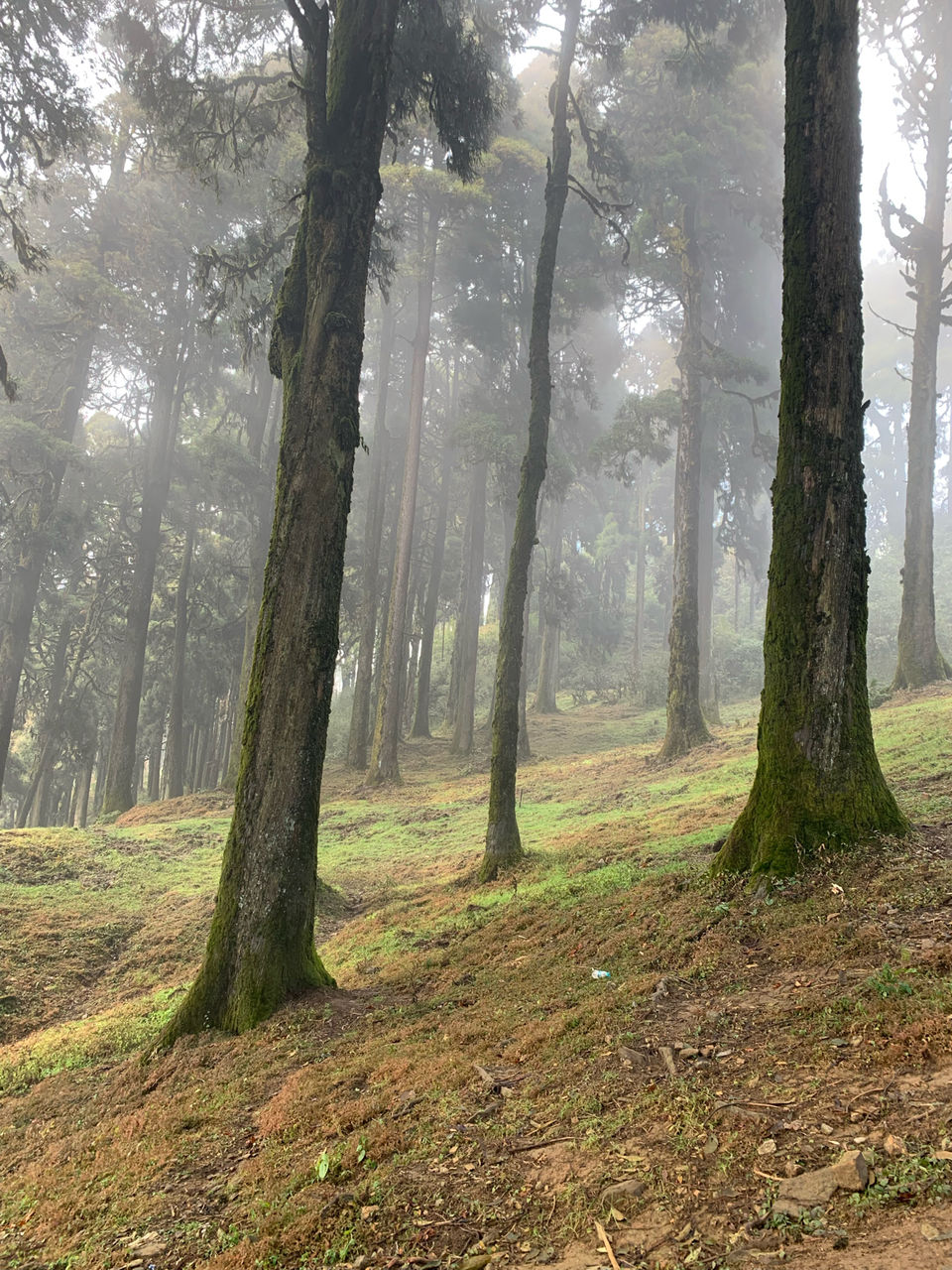 Photo of I Walked My Way Through Darjeeling by Namrata Bezbaruah