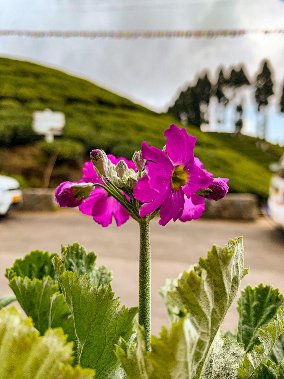 Photo of I Walked My Way Through Darjeeling by Namrata Bezbaruah