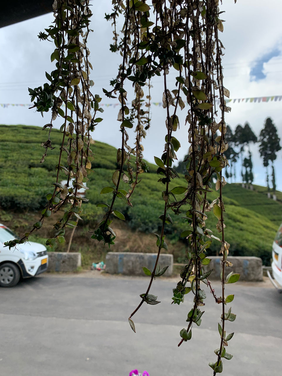 Photo of I Walked My Way Through Darjeeling by Namrata Bezbaruah