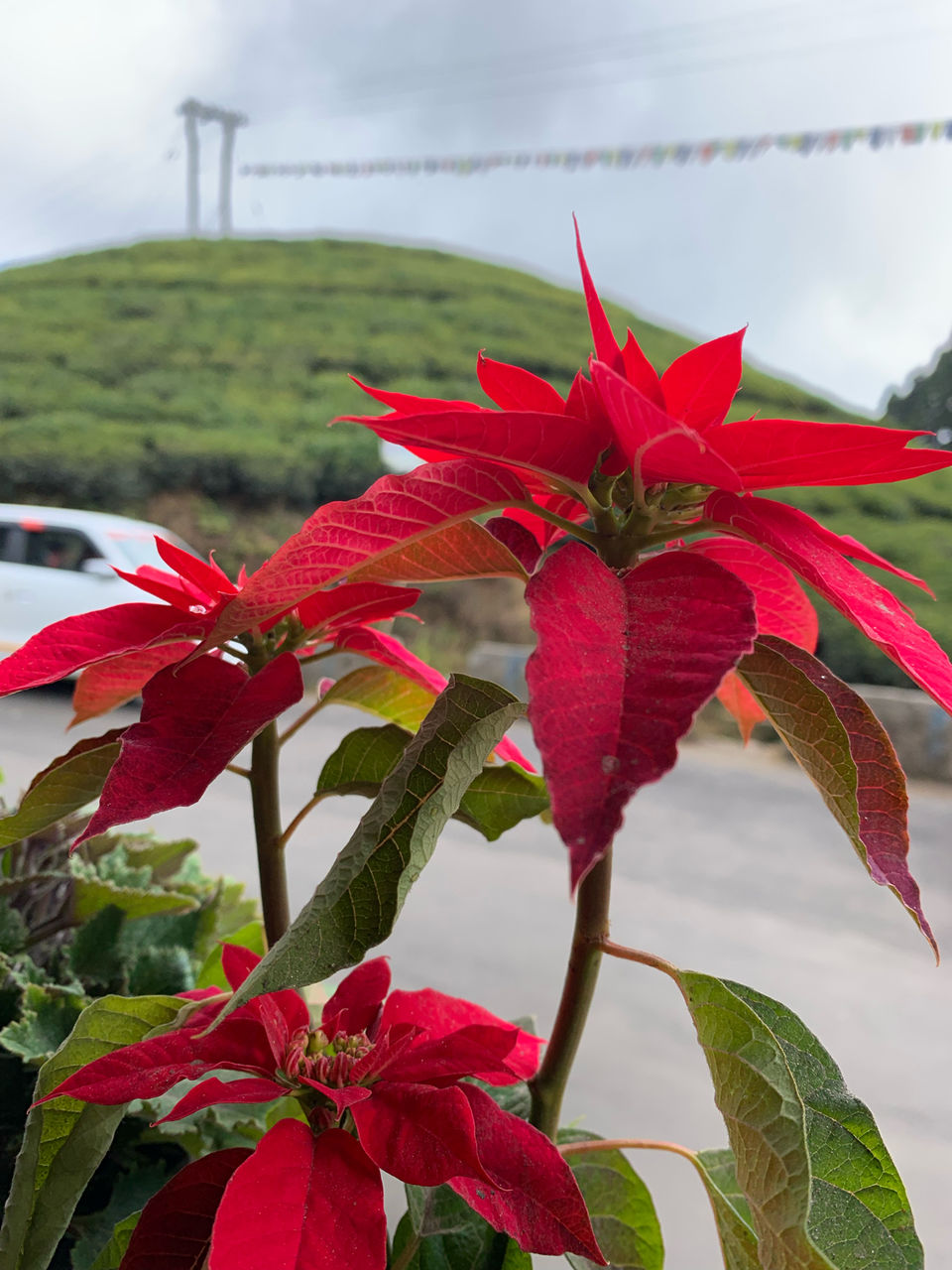 Photo of I Walked My Way Through Darjeeling by Namrata Bezbaruah
