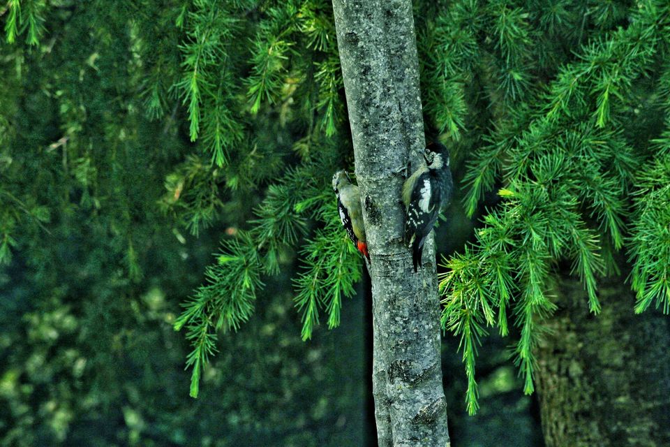 Photo of Deoria Tal, Uttarakhand by Siddhartha Goel