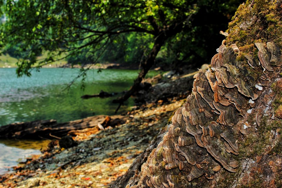 Photo of Deoria Tal, Uttarakhand by Siddhartha Goel