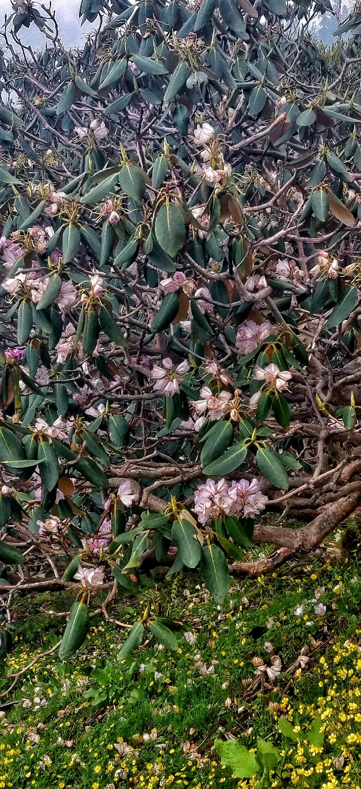 Photo of Tungnath Temple, Chopta, Uttarakhand, India by Siddhartha Goel