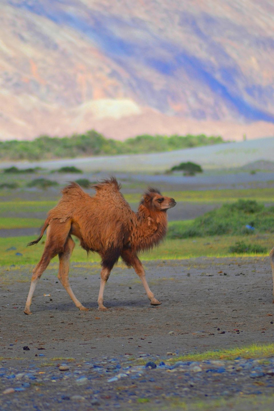 Photo of Nubra Valley, Hunder by The travelling dude